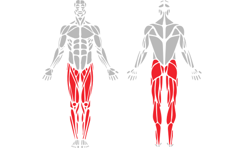 2mr_muscle