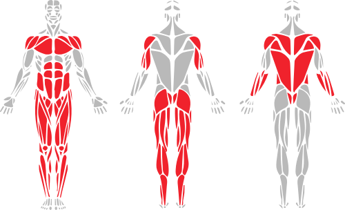hrp_muscle
