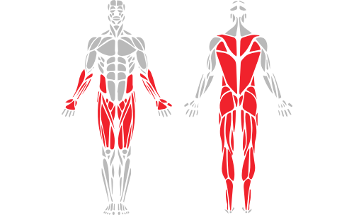 mdl_muscle