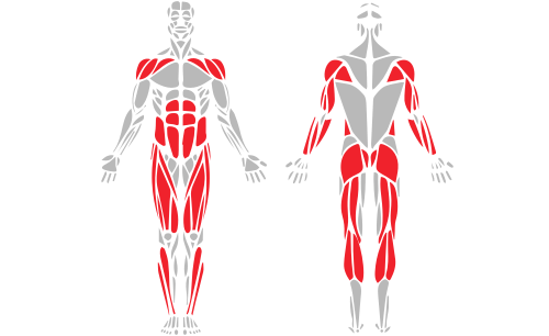 plk_muscle