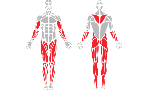 sdc_muscle