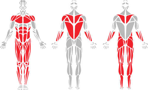 spt_muscle